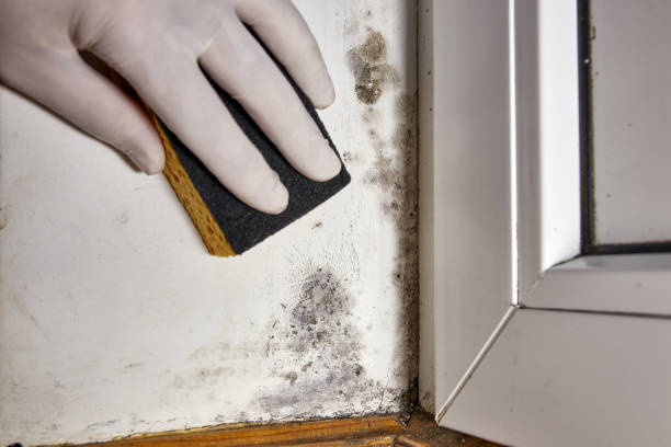 Professional Mold Removal in Gunter, TX